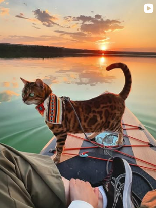 Suki at sunset on the lake