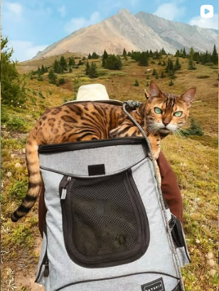 Suki hiking in a backpack