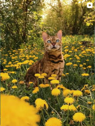 Suki in a dandelion field